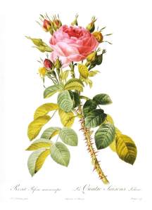 Pierre-Joseph_Redouté_-_Rosa_Bifera_Macrocarpa_-_WGA19030