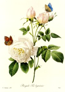 Redoute --  Rosa Bengale
