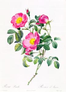 Redoute - rosa-lumila-pierre-joseph-redoute