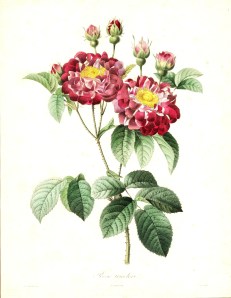 Redoute - Rose Tricolore