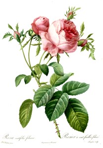 Redoute_-_Rosa_centifolia_foliacea-1000px