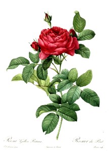 Redoute_-_Rosa_gallica_pontiana-1000px