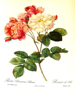 Rosa_Damascena_Celsiana_1000px