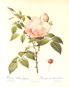 Rosa_indica_fragrans_1000px Redouté