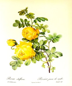 Rosa_sulfurea_1000px