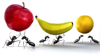 formigas com frutas