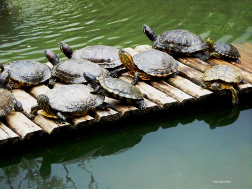 Tartarugas se esquentam ao sol no JBRJ, Foto Ladyce West