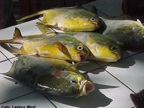 Peixes, Mercado de Pescadores, Praia de Copacabana2
