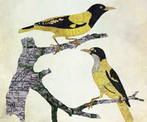 mapa-passaro Jason LaFerrera,