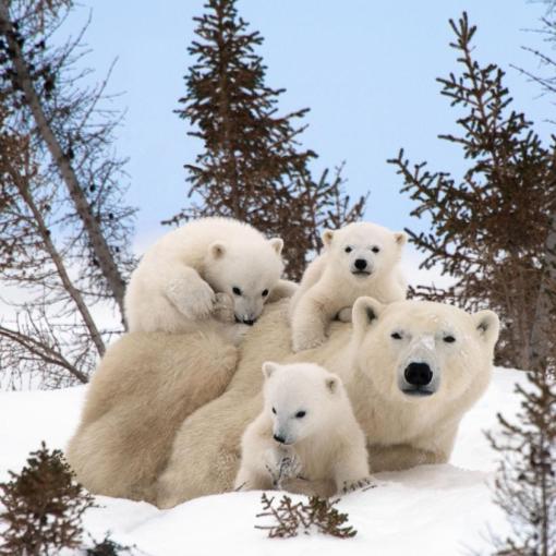 polar-bear-family-portraits.photograph, Thomas Kokta, Manitoba Canada.