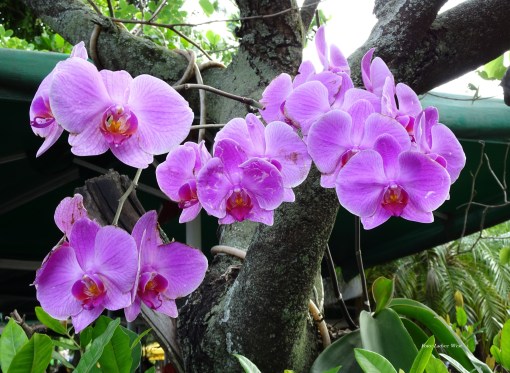 ORQUIDEA DO ARABE