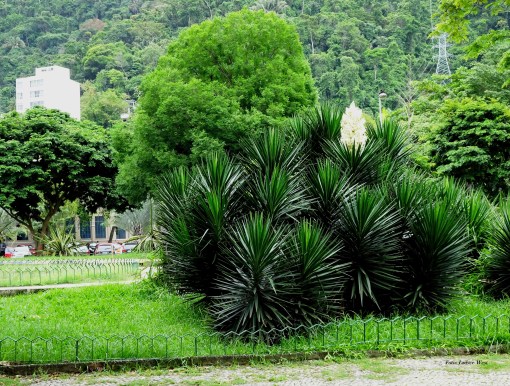 YUCCA, PRAÇA, GÁVEA