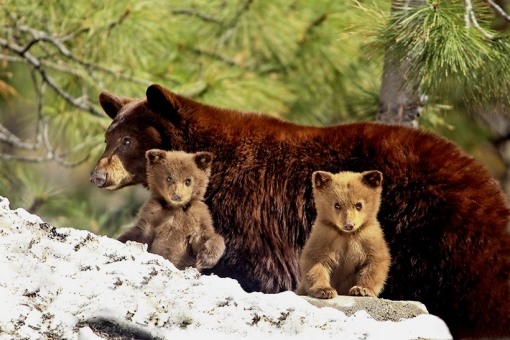 bear-cubs-and-mom-big
