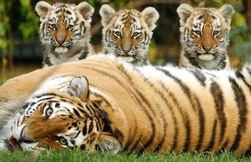 tiger-cubs_1014061i