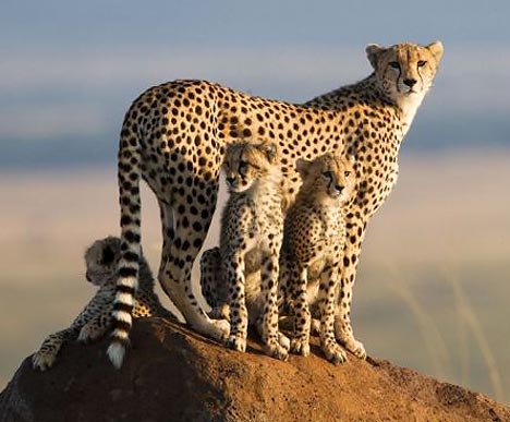 Cheetah, Honey e seus filhotes, foto BBC