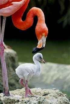 flamingo, san diego zoo