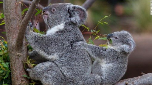 KOALAanimals-san-diego-zoo-koala1-horizontal-large-gallery