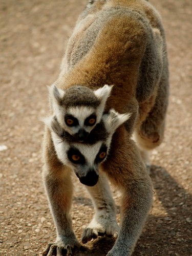 lemur, mae e filho