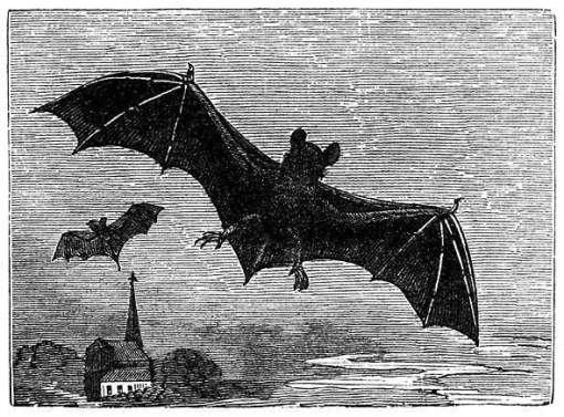 morcego, ilustração em preto e branco