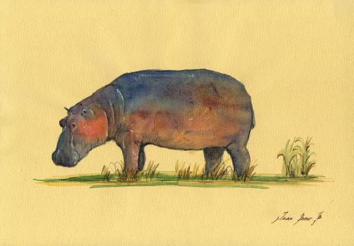 1-hippo-watercolor-painting-juan-bosco