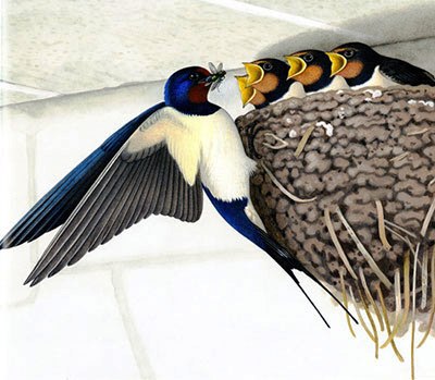 une-annee-avec-les-hirondelles_336_fr