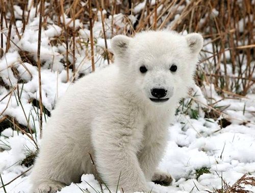 polar-bear-cub