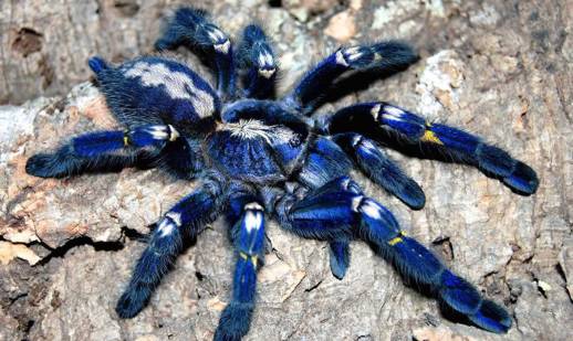 tarántula-azul-tapa
