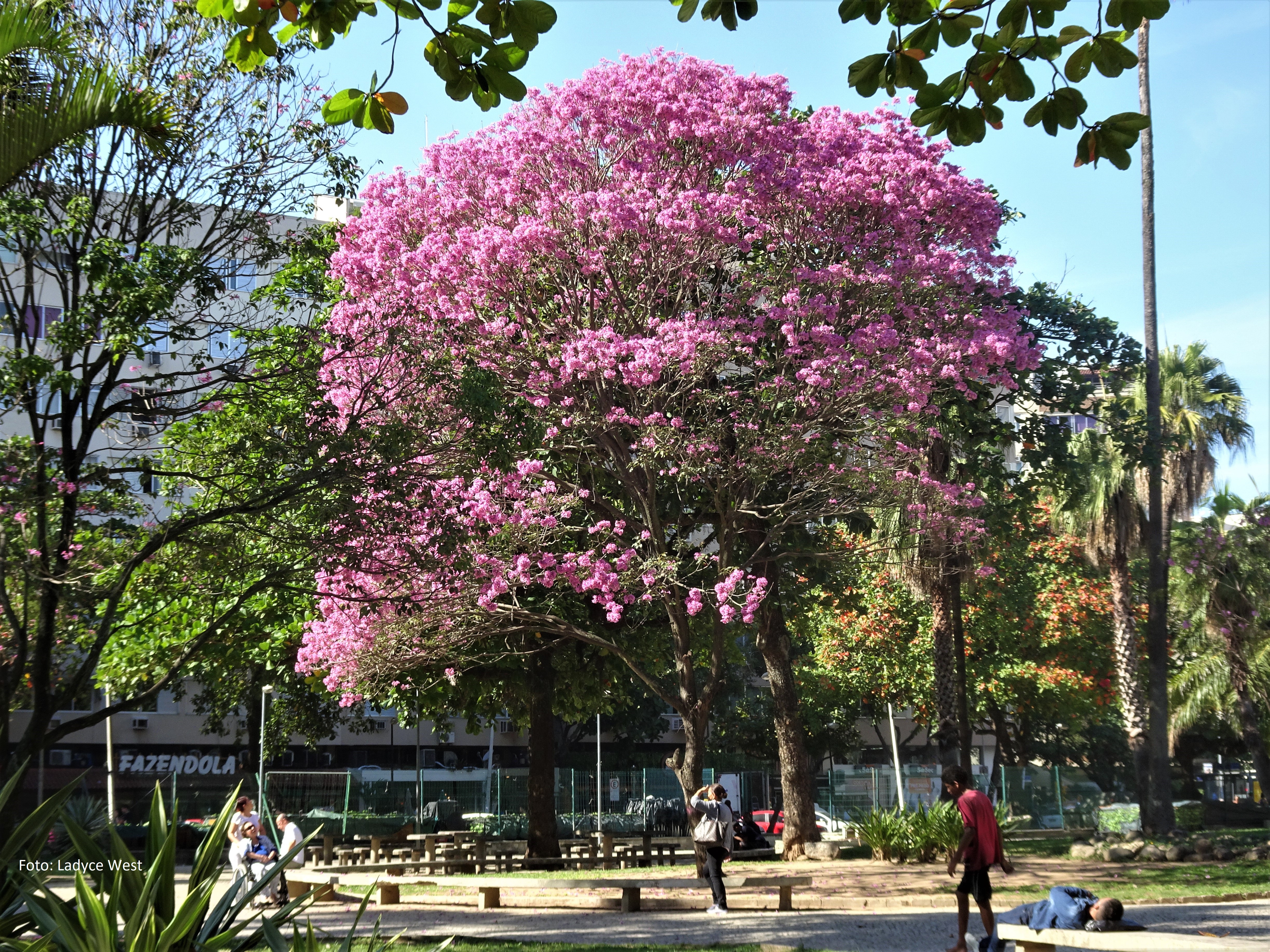 gal osorio junho 2018 ass