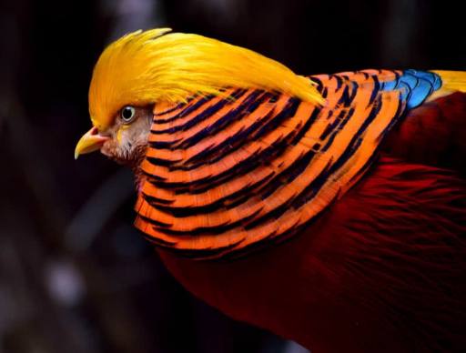 Pheasant-Bird