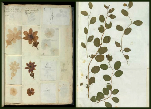 duchess-of-beauforts-hortusSpecimens from the Duchess of Beaufort’s Hortus Siccus, Natural History Museum, London.