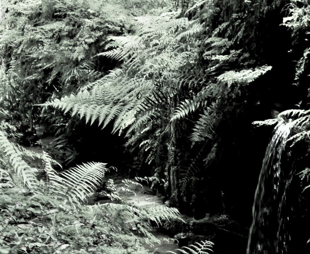 samambaias, foto-LadyceWest